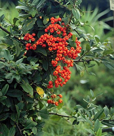 2 Yaşında Kırmızı Bodur Ateş Dikeni (Pyracantha coccinea) Fidanı - Bahçeniz İçin Canlı ve Renkli