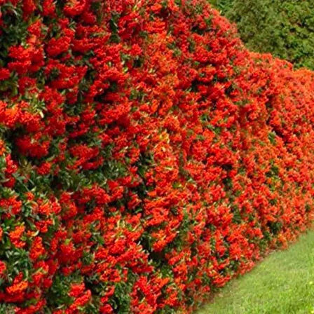 2 Yaşında Kırmızı Bodur Ateş Dikeni (Pyracantha coccinea) Fidanı - Bahçeniz İçin Canlı ve Renkli