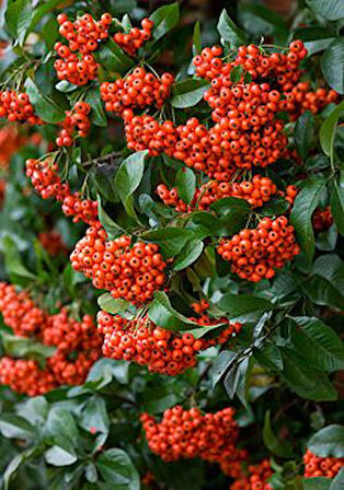 2 Yaşında Kırmızı Bodur Ateş Dikeni (Pyracantha coccinea) Fidanı - Bahçeniz İçin Canlı ve Renkli