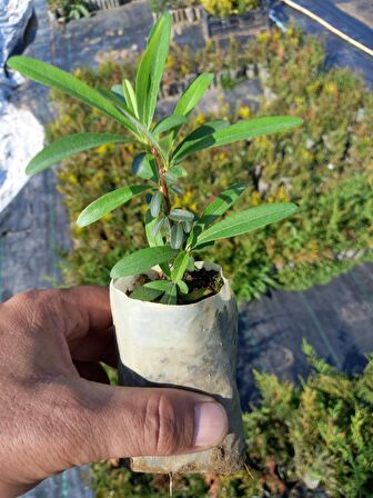 40 Adet Bodur Ateş Dikeni Küçük Tüp Torbalarda 10 cm.
