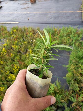 40 Adet Bodur Ateş Dikeni Küçük Tüp Torbalarda 10 cm.