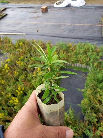 40 Adet Bodur Ateş Dikeni Küçük Tüp Torbalarda 10 cm.