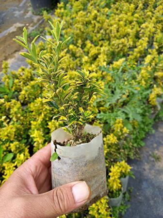 40 Adet Sarı Çıtır Taflan, (Altuni) Küçük Tüp Torbalarda, Ortalama 10 Cm.