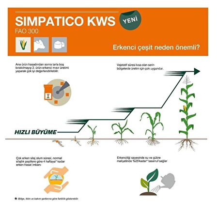 70 Günlük Silaj Mısır Tohumu-Simpatico-KWS-En Erkenci Mısır