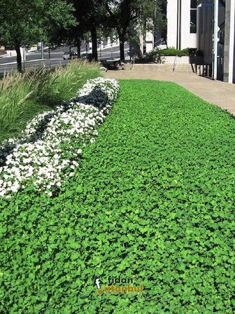 Fare Kulağı Tohumu-Dichondra Repens-500 gr
