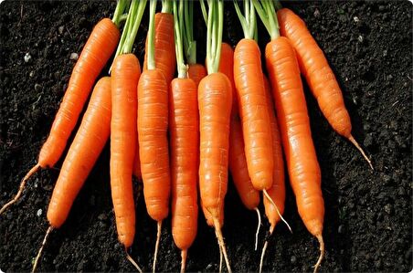 Havuç Tohumu (5 Gr)