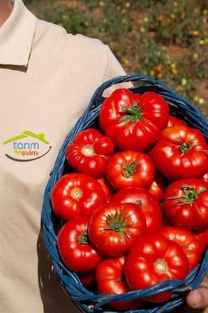 İRİ Yer Domatesi Tohumu (50 Adet)