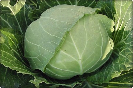 Lahana Tohumu (10 Gr) Beyaz Lahana