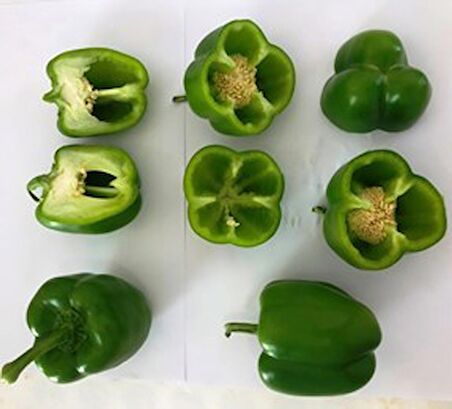 Krista F1 (Hibrit Dolma Biber Tohumu)(Koyu Renk)(1000 adet)