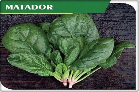 Ispanak Tohumu İthal (Matador Çeşidi) 25 Gr