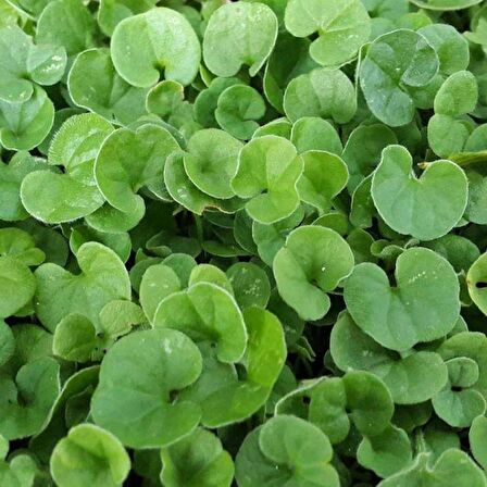 Fare Kulağı Tohumu -Dichondra Repens-250 gr