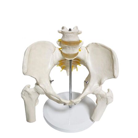 Omurga Pelvis Maketi Model 24