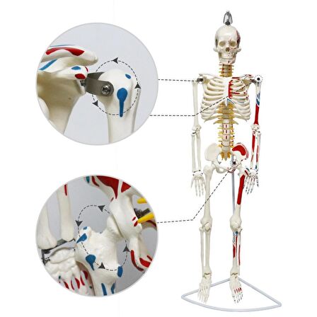 Tam İskelet Maketi 85 cm Model 8