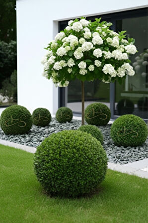 Green Angel Dolomit Çakıl Taşı Yeşil Beyaz Çizgili 3-6 Cm 5 Kg Dekoratif Bahçe Saksı Akvaryum Taşı