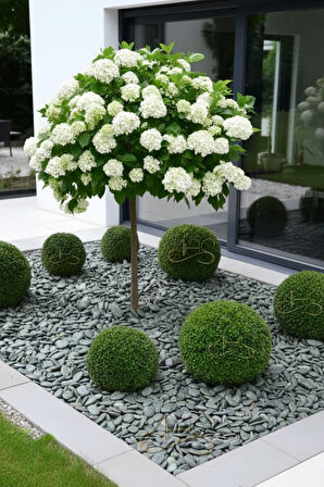 Green Angel Dolomit Çakıl Taşı Yeşil Beyaz Çizgili 6-10 Cm 10 Kg Dekoratif Bahçe Saksı Akvaryum Taşı