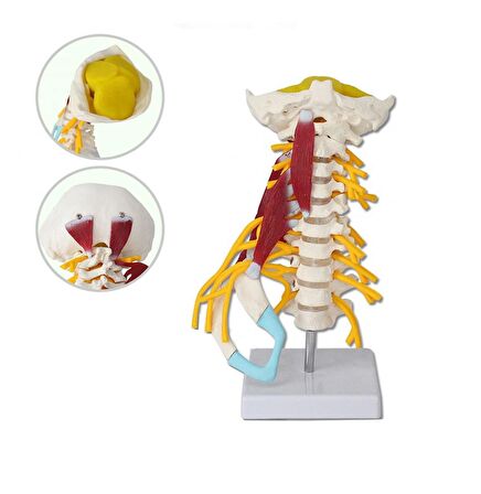 Servikal (Boyun) Omurga Maketi (Kas Ve Sinir Modeli) Model 21