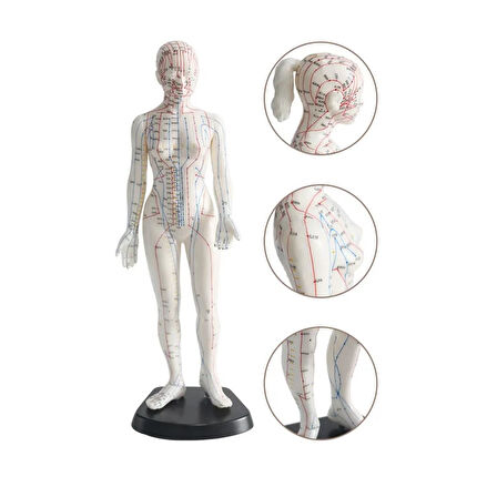 Kadın Akupunktur Maketi 50 cm