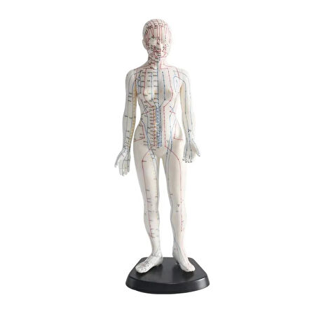 Kadın Akupunktur Maketi 50 cm