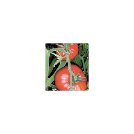 Marmande Domates Tohumu 20+ Tohum