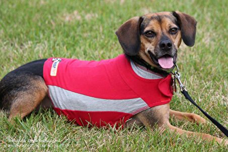 M Pembe Thundershirt Sakinleştirici Köpek Giysisi