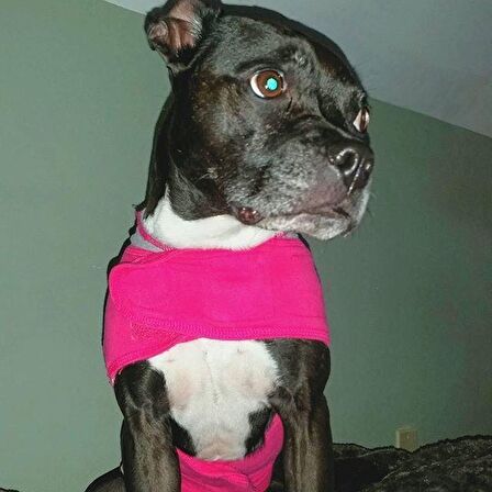 M Pembe Thundershirt Sakinleştirici Köpek Giysisi