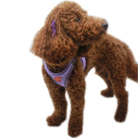 Pawstar Air-Mesh Lilac Köpek Göğüs Tasması