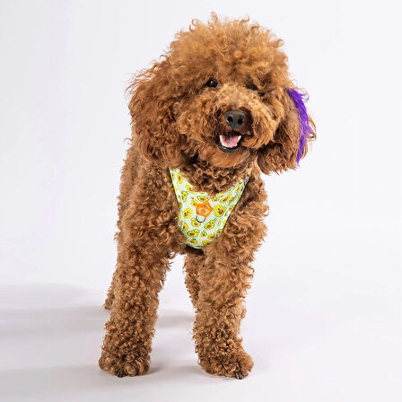 Pawstar Air-Mesh Avocado Köpek Göğüs Tasması