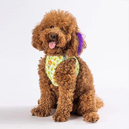 Pawstar Air-Mesh Avocado Köpek Göğüs Tasması