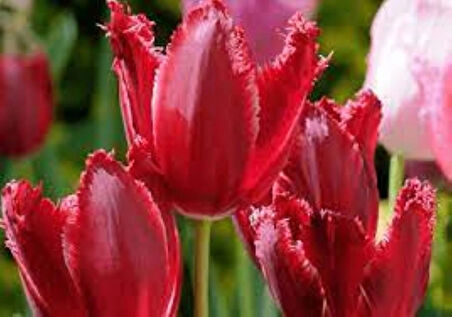 Kırmızı Lale Soğanı "Burgundy Lace" 5 Adet
