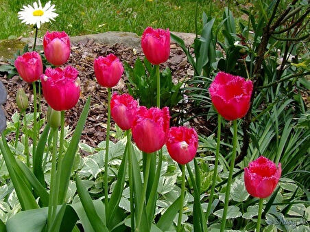 Kırmızı Lale Soğanı "Burgundy Lace" 5 Adet