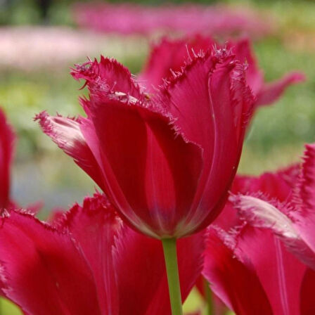 Kırmızı Lale Soğanı "Burgundy Lace" 5 Adet