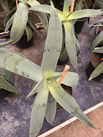 Aloe striata Haw - mercan sarısabır çiçeği