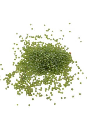 08 Kum Boncuk Janjan Fıstık Yeşili 3 mm (100 Gr 6000 Adet)