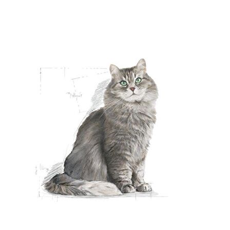 Royal Canin Sensible33 Sindirim Hassasiyeti Olan Kediler için Yetişkin Kuru Kedi Maması 15kg