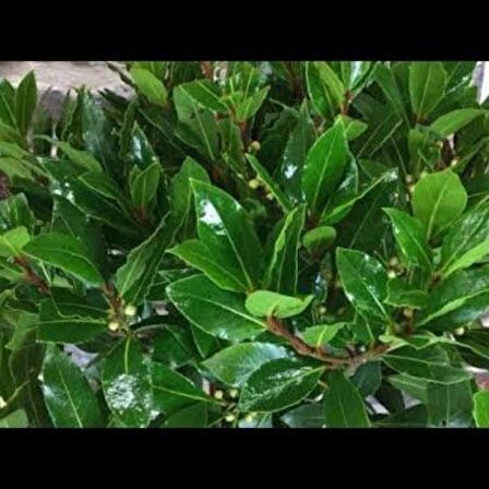 Tüplü 60-80 Cm Defne Ağacı (laurus Nobilis) Fidanı