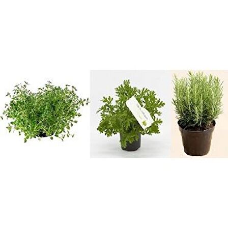 Kekik Itır Biberiye 3 Lü Set 10-20 Cm Aromatik Bitki Seti 