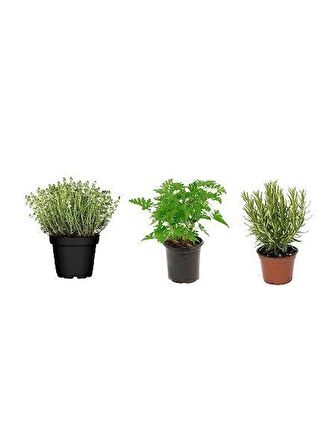 Kekik Itır Biberiye 3 Lü Set 10-20 Cm Aromatik Bitki Seti 