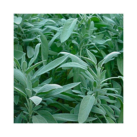 Tıbbi Adaçayı Salvia Officinalis 15 - 25 Cm