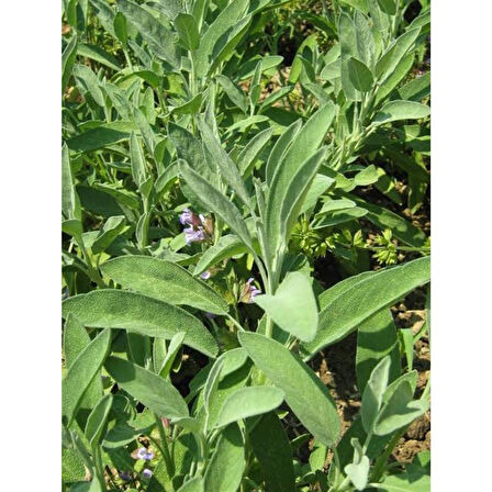 Tıbbi Adaçayı Salvia Officinalis 15 - 25 Cm