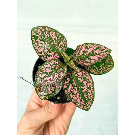 Saksıda Pembe Hypoestes Bitkis Hostes Fittonia Çiçeği 10-20 cm