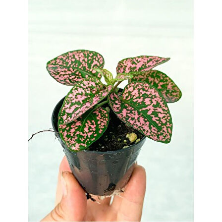 Saksıda Pembe Hypoestes Bitkis Hostes Fittonia Çiçeği 10-20 cm