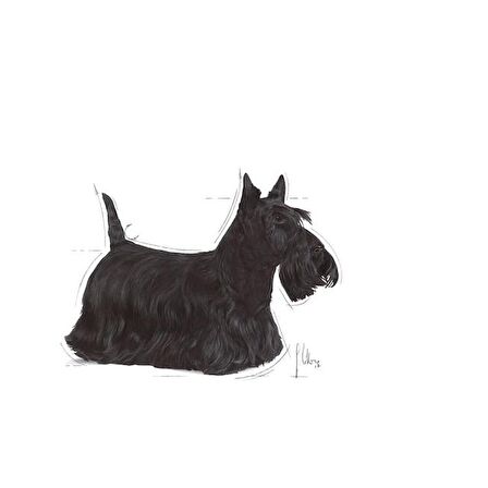 Royal Canin Dermacomfort Yaş Köpek Maması 85g