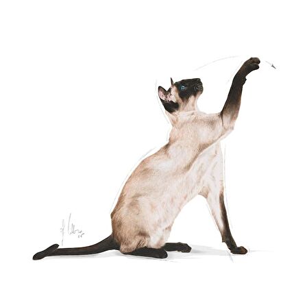 Royal Canin Siyam için Yetişkin Kuru Kedi Maması 2kg