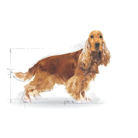 Royal Canin Cocker Kuru Köpek Maması 3kg