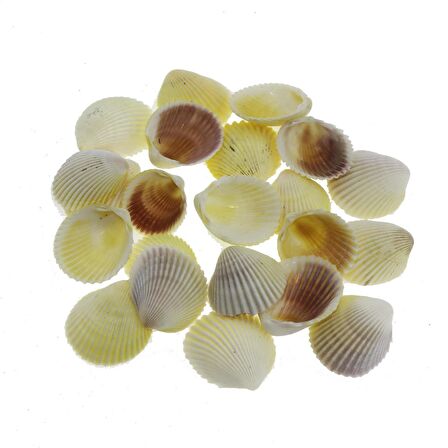 100gr. 3-4cm White Cockles Doğal Deniz Kabuğu