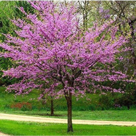 1-2 Yaş Arası Tüplü Mor Çiçekli Erguvan Ağacı (Cercis siliquastrum) Fidanı - Bahar Aylarında Göz Alıcı Mor Çiçekler