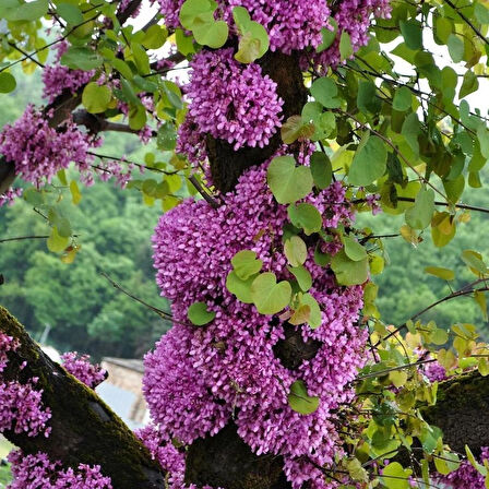 1-2 Yaş Arası Tüplü Mor Çiçekli Erguvan Ağacı (Cercis siliquastrum) Fidanı - Bahar Aylarında Göz Alıcı Mor Çiçekler