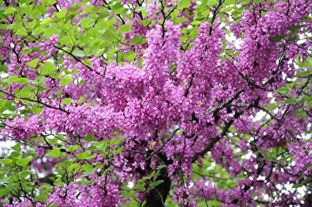 1-2 Yaş Arası Tüplü Mor Çiçekli Erguvan Ağacı (Cercis siliquastrum) Fidanı - Bahar Aylarında Göz Alıcı Mor Çiçekler