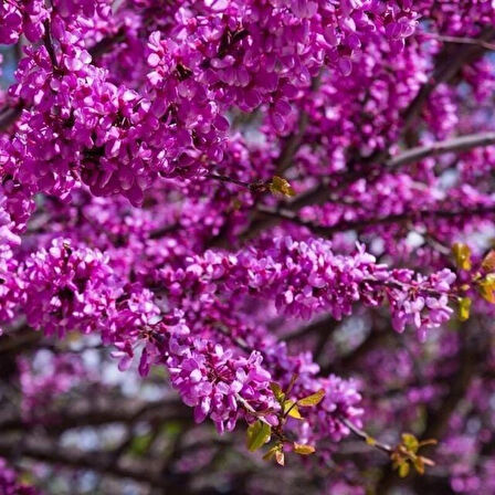 1-2 Yaş Arası Tüplü Mor Çiçekli Erguvan Ağacı (Cercis siliquastrum) Fidanı - Bahar Aylarında Göz Alıcı Mor Çiçekler