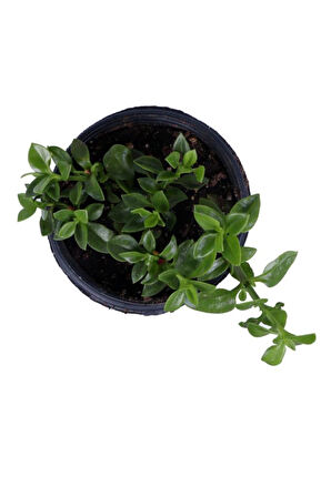 Buz Çiçeği Fidanı Aptenia Cordifolia 10-20 cm